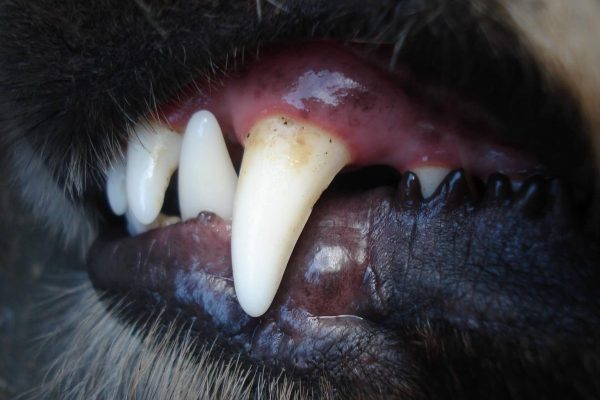 Come prevenire placca e tartaro nei cani: l’importanza del dentifricio specifico
