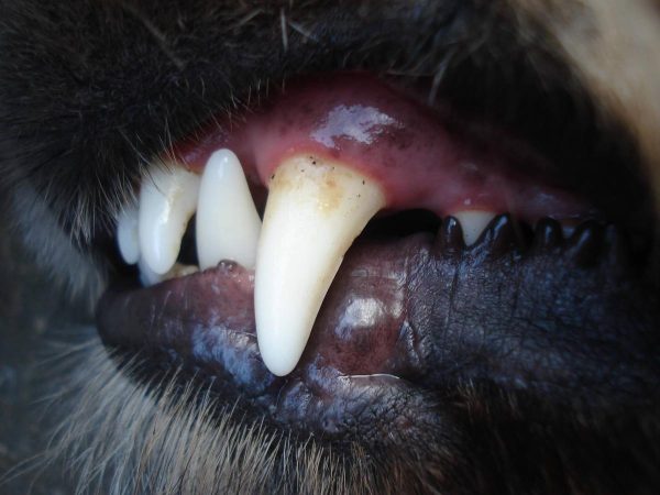 Come prevenire placca e tartaro nei cani: l’importanza del dentifricio specifico