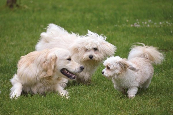 Prato sintetico per cani e igiene: come mantenere il giardino sempre pulito