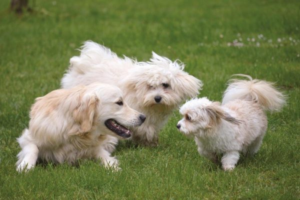 Prato sintetico per cani e igiene: come mantenere il giardino sempre pulito